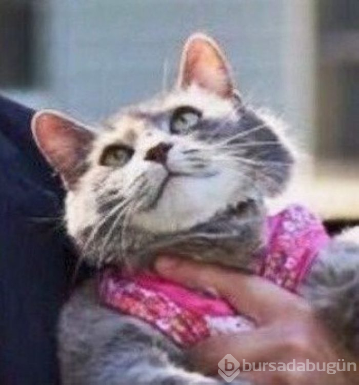 Bu yıl ınterneti kırıp geçiren 15 kedi
