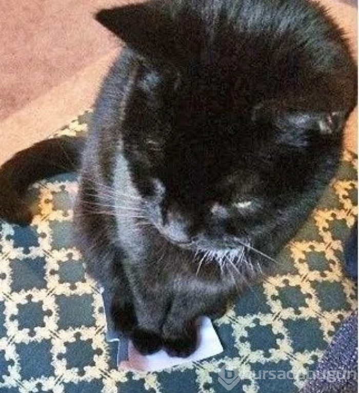 Bu yıl ınterneti kırıp geçiren 15 kedi
