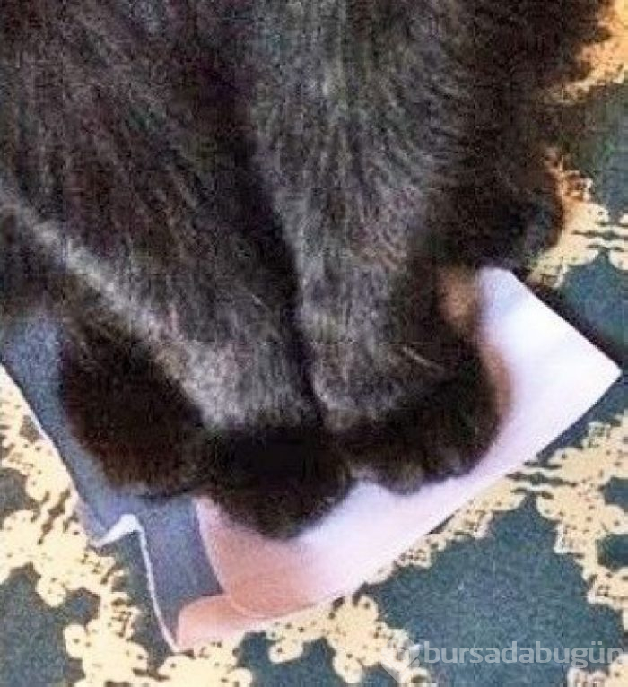 Bu yıl ınterneti kırıp geçiren 15 kedi
