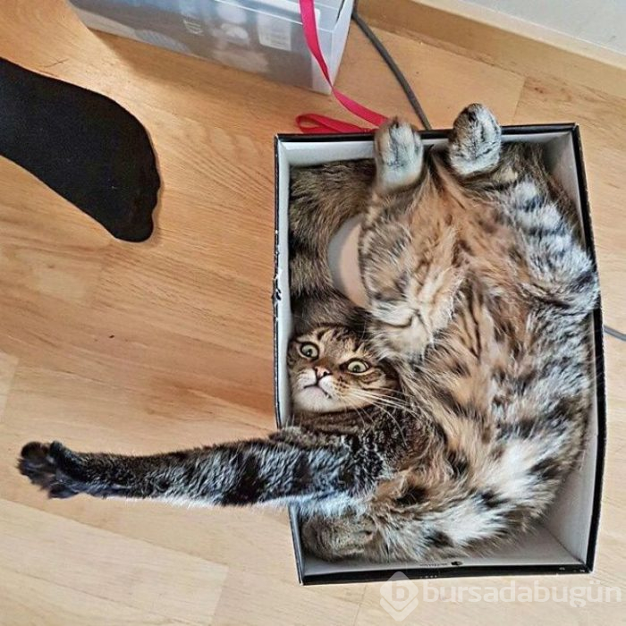 Bu yıl ınterneti kırıp geçiren 15 kedi
