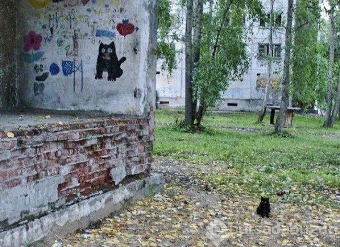 Bu yıl ınterneti kırıp geçiren 15 kedi
