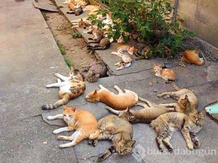 Bu yıl ınterneti kırıp geçiren 15 kedi
