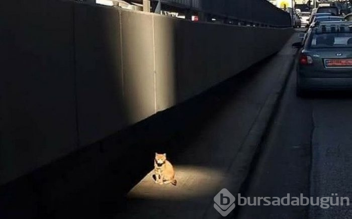 Bu yıl ınterneti kırıp geçiren 15 kedi
