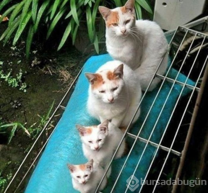 Bu yıl ınterneti kırıp geçiren 15 kedi
