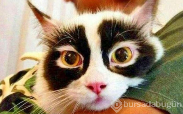 Bu yıl ınterneti kırıp geçiren 15 kedi
