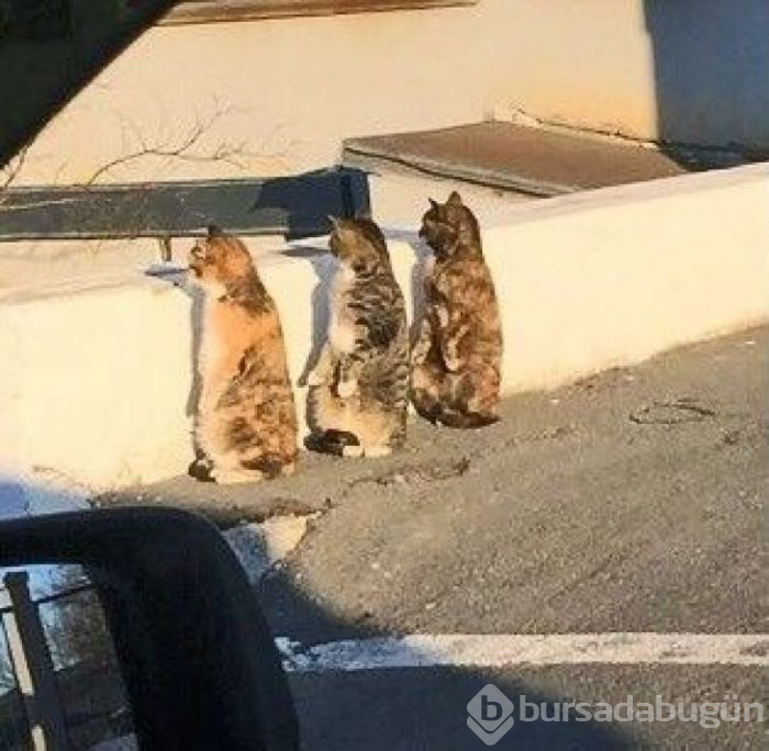 Bu yıl ınterneti kırıp geçiren 15 kedi
