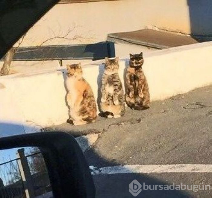 Bu yıl ınterneti kırıp geçiren 15 kedi

