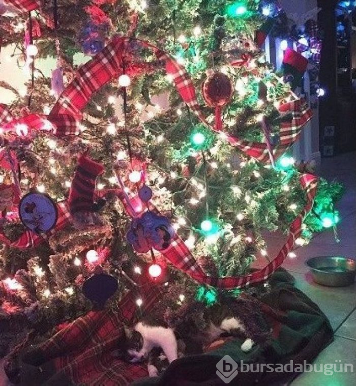 Bu yıl ınterneti kırıp geçiren 15 kedi
