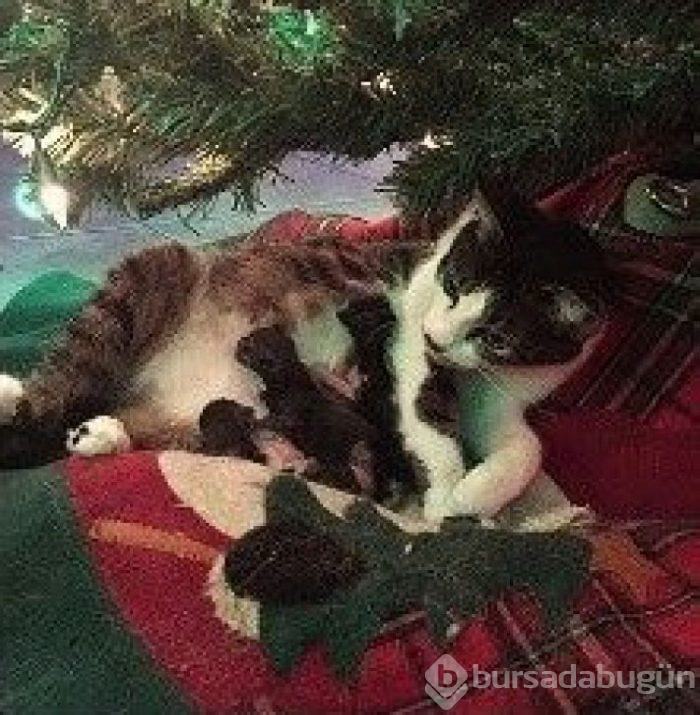 Bu yıl ınterneti kırıp geçiren 15 kedi
