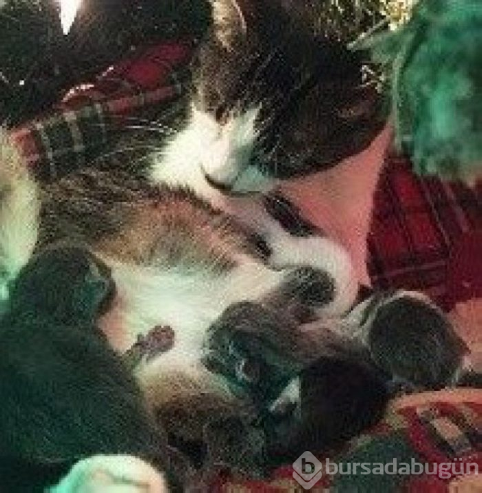 Bu yıl ınterneti kırıp geçiren 15 kedi
