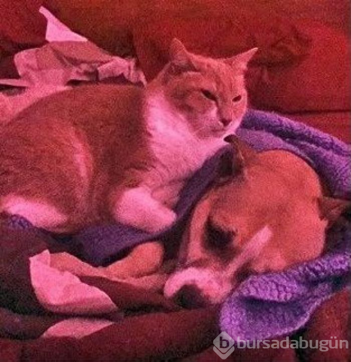 Bu yıl ınterneti kırıp geçiren 15 kedi
