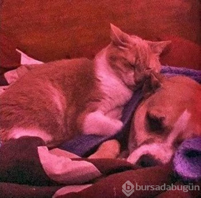 Bu yıl ınterneti kırıp geçiren 15 kedi
