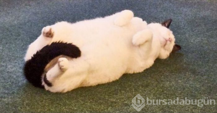 Bu yıl ınterneti kırıp geçiren 15 kedi

