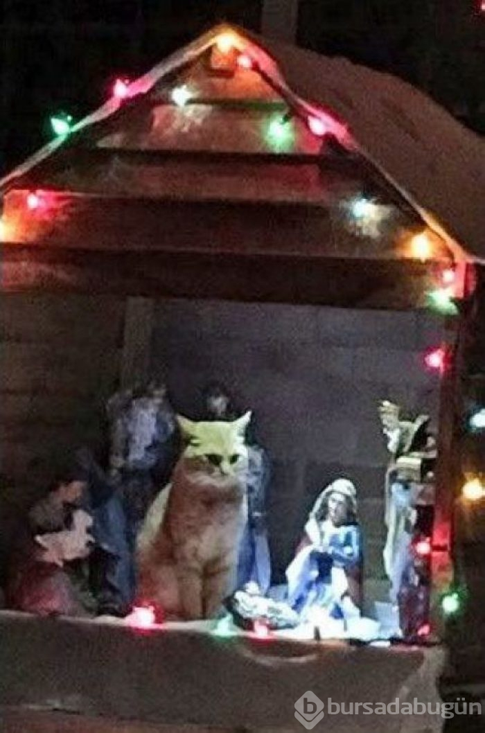 Bu yıl ınterneti kırıp geçiren 15 kedi
