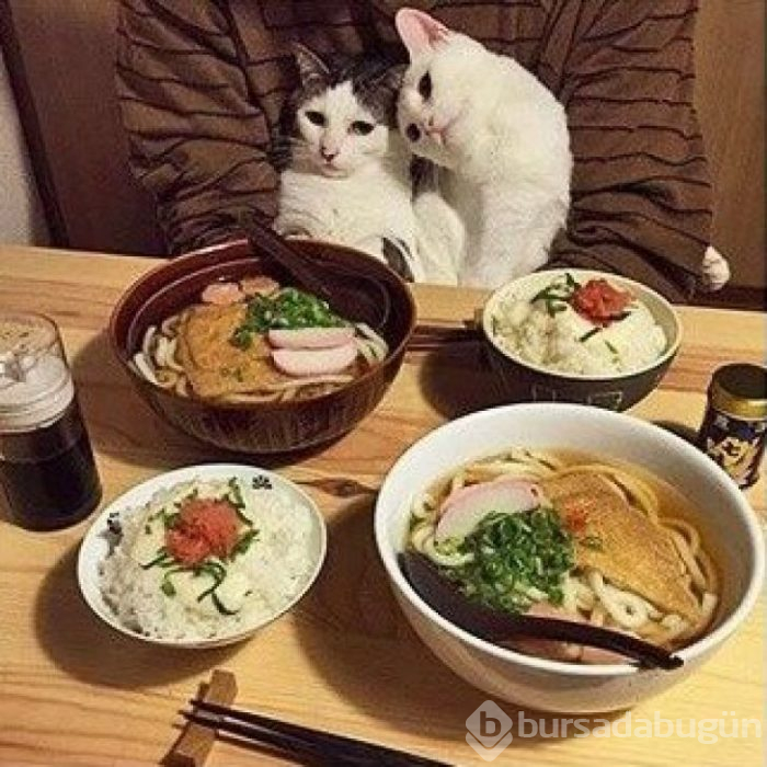 Bu yıl ınterneti kırıp geçiren 15 kedi

