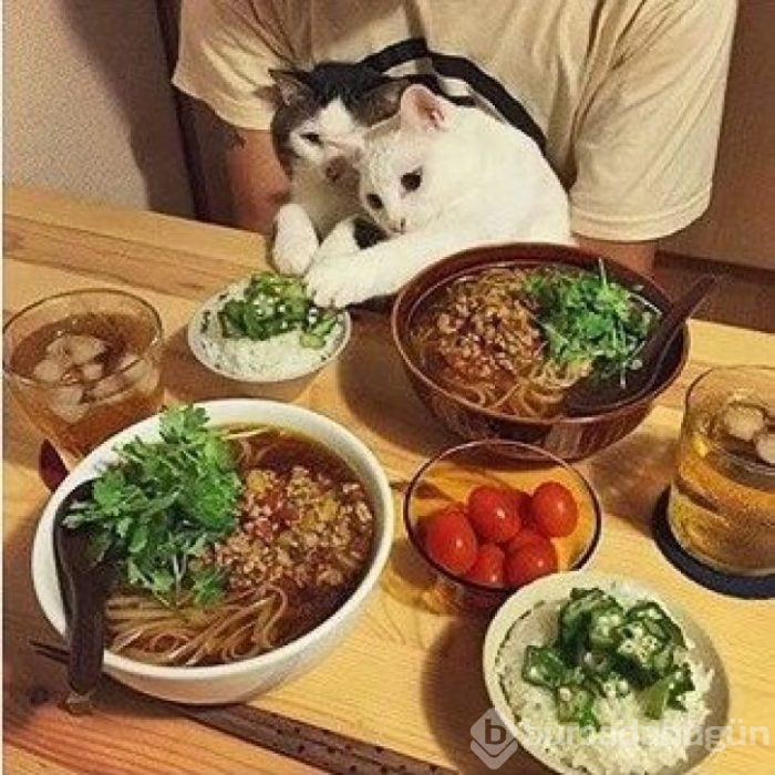 Bu yıl ınterneti kırıp geçiren 15 kedi
