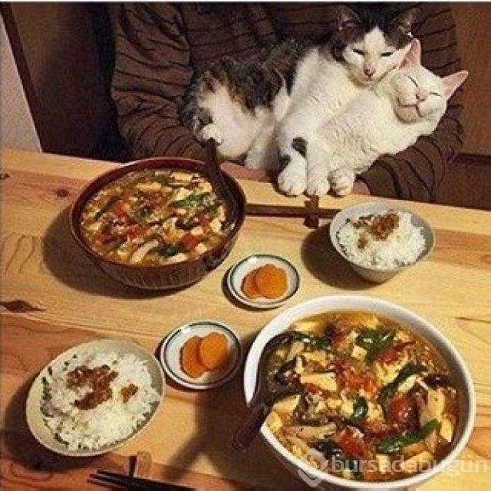 Bu yıl ınterneti kırıp geçiren 15 kedi
