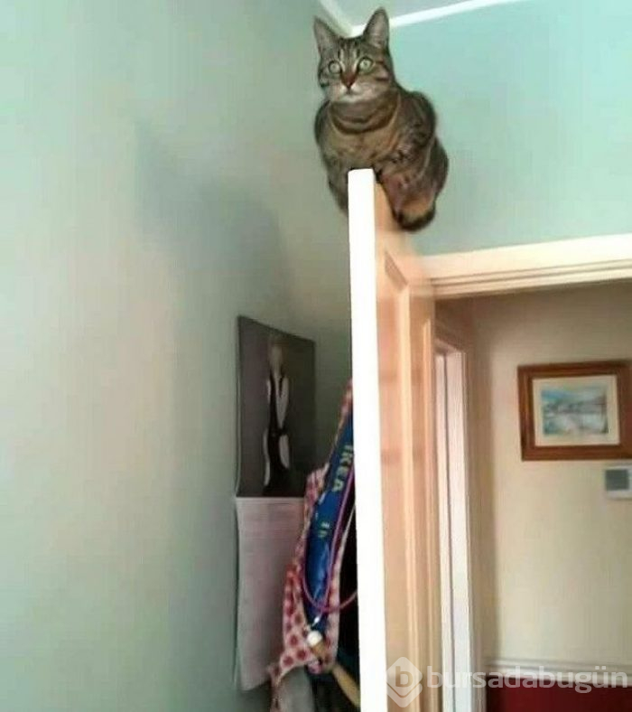 Bu yıl ınterneti kırıp geçiren 15 kedi
