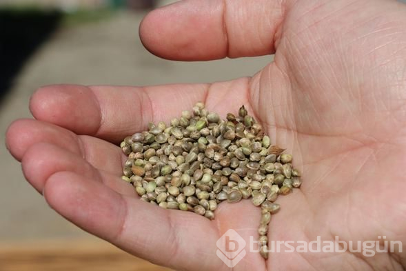 Kilo fiyatı 1000 liraya çıktı! Fabrika kurmak isteyenler bile oluyor
