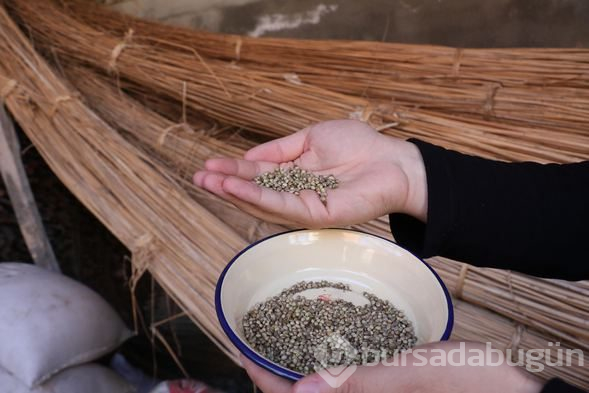 Kilo fiyatı 1000 liraya çıktı! Fabrika kurmak isteyenler bile oluyor
