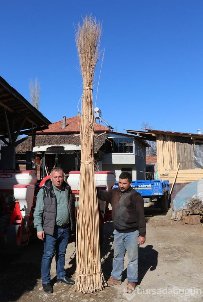 Kilo fiyatı 1000 liraya çıktı! Fabrika kurmak isteyenler bile oluyor
