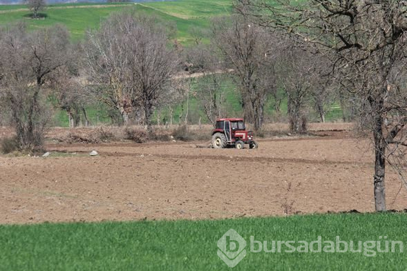 Kilo fiyatı 1000 liraya çıktı! Fabrika kurmak isteyenler bile oluyor
