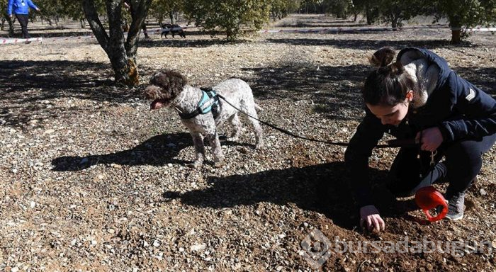 Dünyanın en pahalı mantarını arayan köpekler yarıştı
