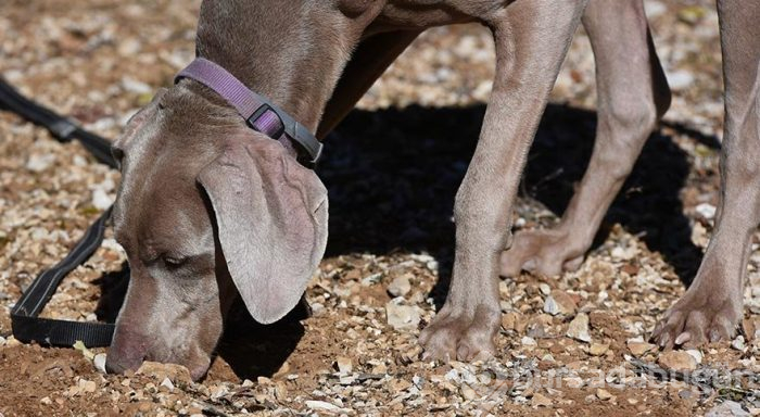 Dünyanın en pahalı mantarını arayan köpekler yarıştı
