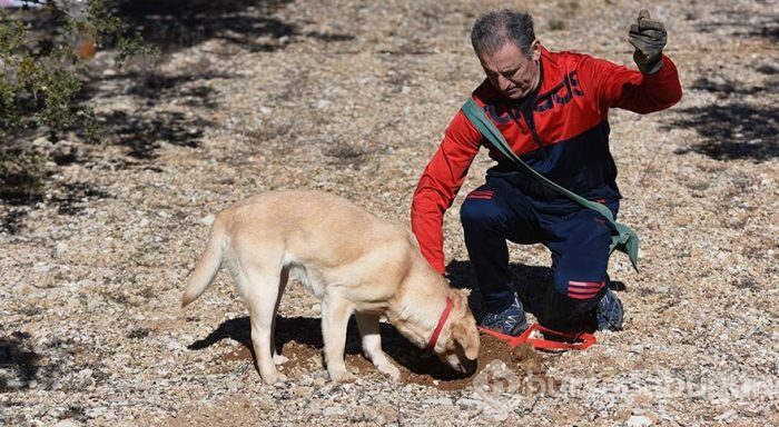 Dünyanın en pahalı mantarını arayan köpekler yarıştı
