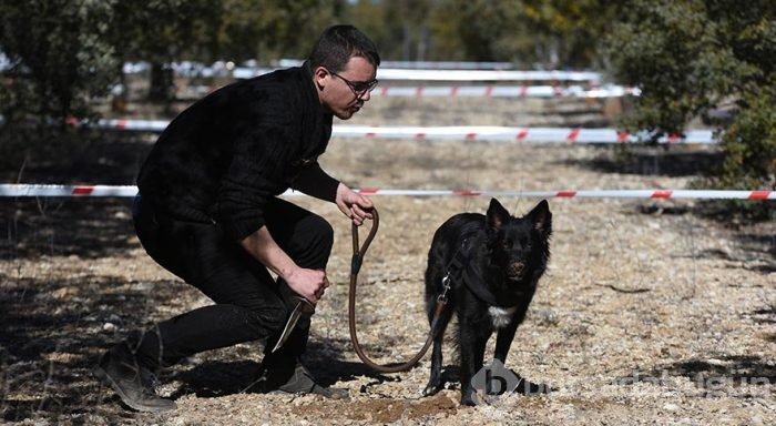 Dünyanın en pahalı mantarını arayan köpekler yarıştı
