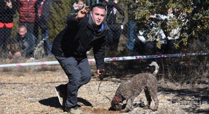 Dünyanın en pahalı mantarını arayan köpekler yarıştı
