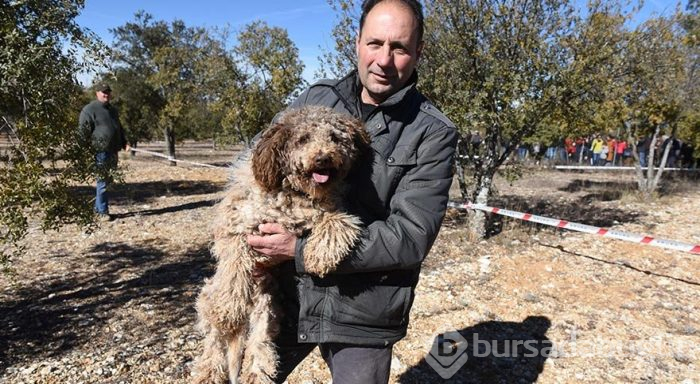 Dünyanın en pahalı mantarını arayan köpekler yarıştı
