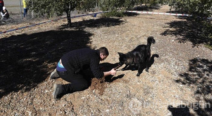Dünyanın en pahalı mantarını arayan köpekler yarıştı
