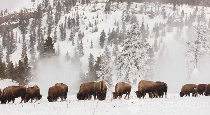 Yellowstone Milli Parkı'nda kış
