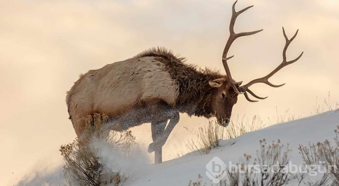 Yellowstone Milli Parkı'nda kış
