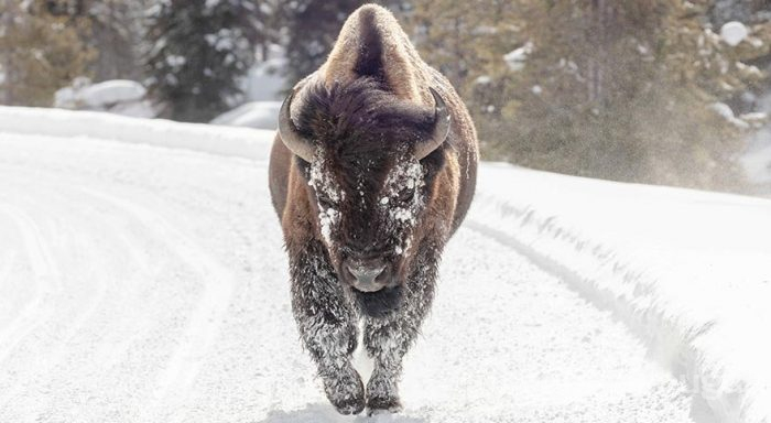 Yellowstone Milli Parkı'nda kış

