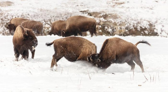 Yellowstone Milli Parkı'nda kış
