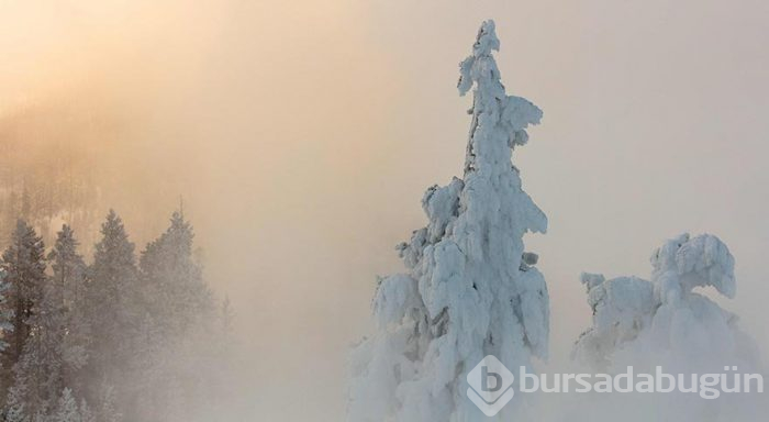 Yellowstone Milli Parkı'nda kış
