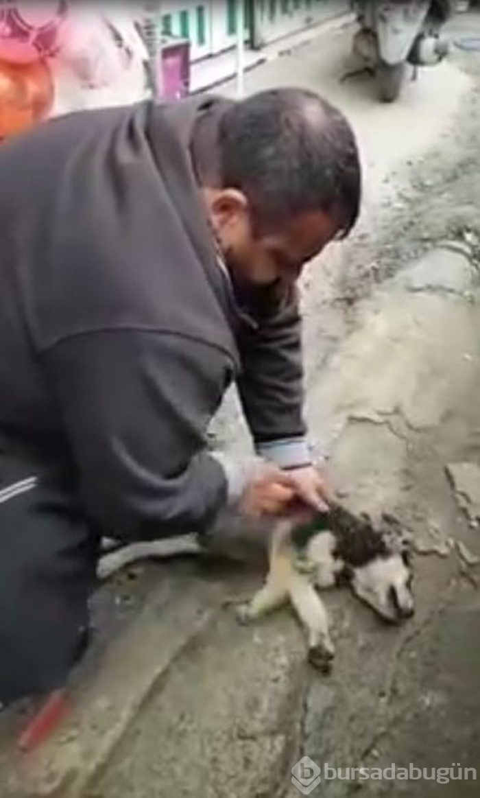 Helal olsun! Köpeği kalp masajı ve suni teneffüs yaparak hayata döndürdü
