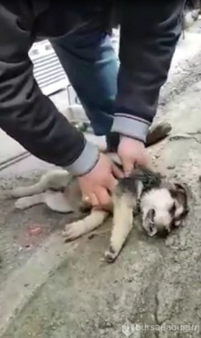Helal olsun! Köpeği kalp masajı ve suni teneffüs yaparak hayata döndürdü
