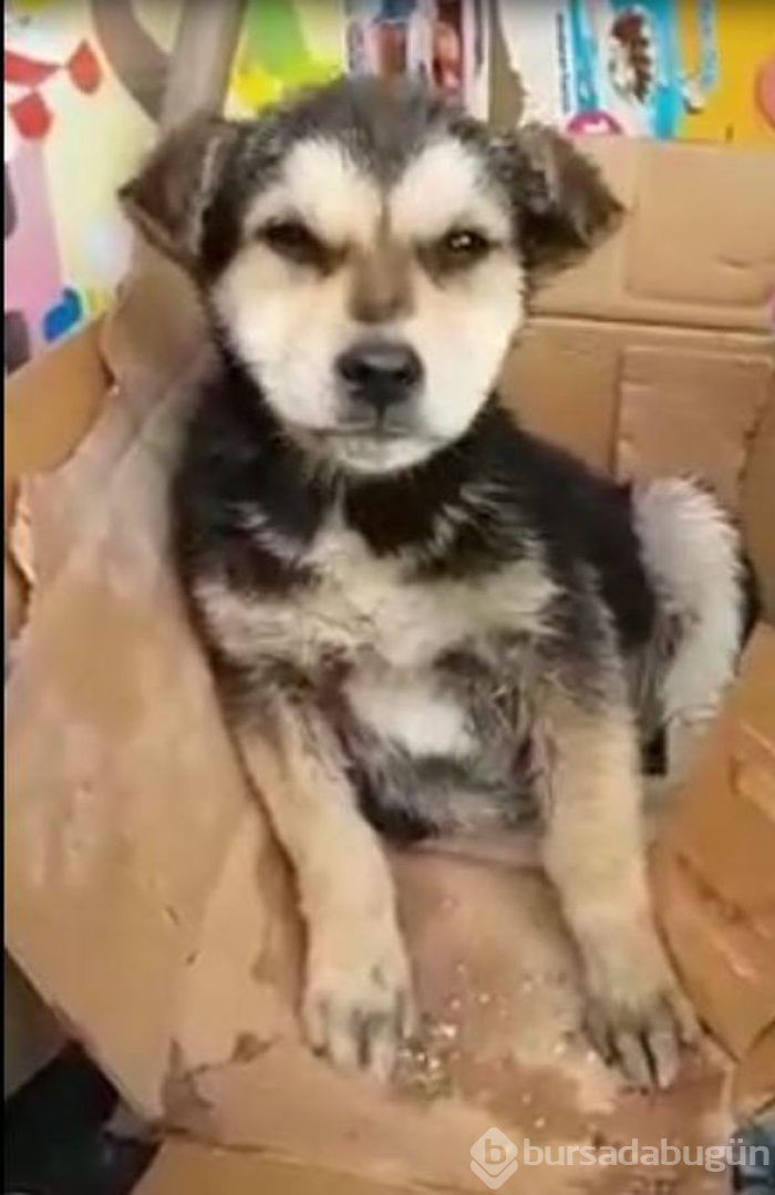 Helal olsun! Köpeği kalp masajı ve suni teneffüs yaparak hayata döndürdü

