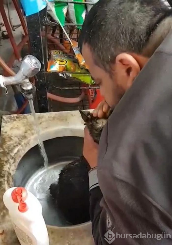 Helal olsun! Köpeği kalp masajı ve suni teneffüs yaparak hayata döndürdü
