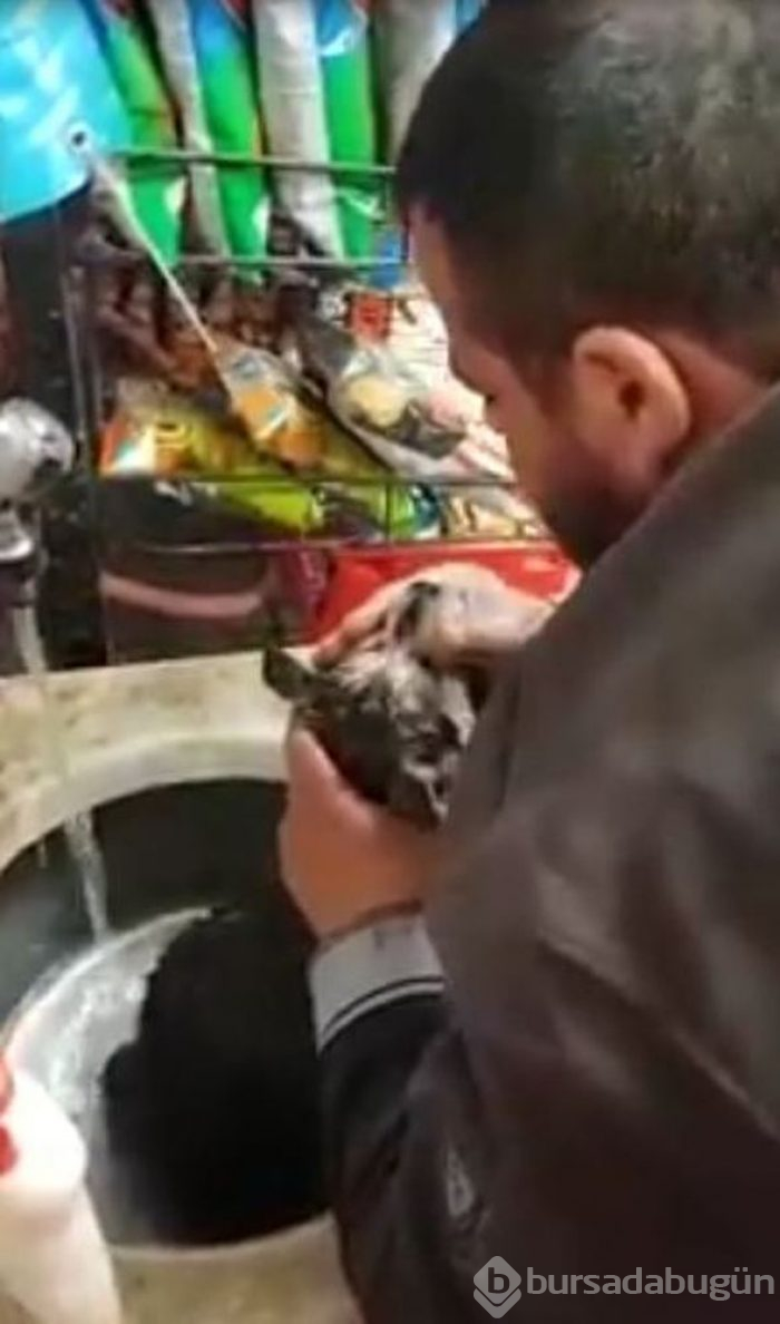 Helal olsun! Köpeği kalp masajı ve suni teneffüs yaparak hayata döndürdü
