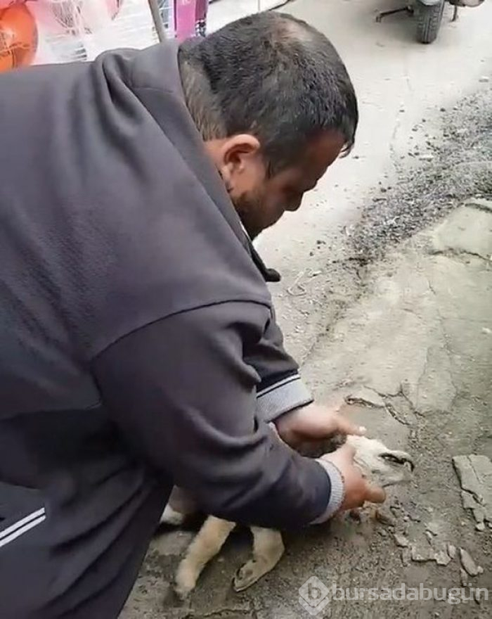 Helal olsun! Köpeği kalp masajı ve suni teneffüs yaparak hayata döndürdü
