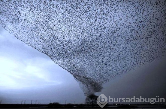 Avustralya'da Karaya Vuran Canlı Yürekleri Ağza Getirdi!
