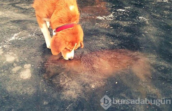 Avustralya'da Karaya Vuran Canlı Yürekleri Ağza Getirdi!