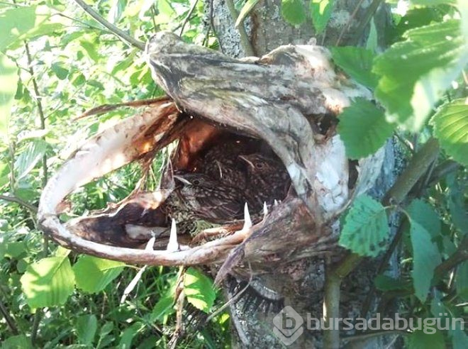 Avustralya'da Karaya Vuran Canlı Yürekleri Ağza Getirdi!