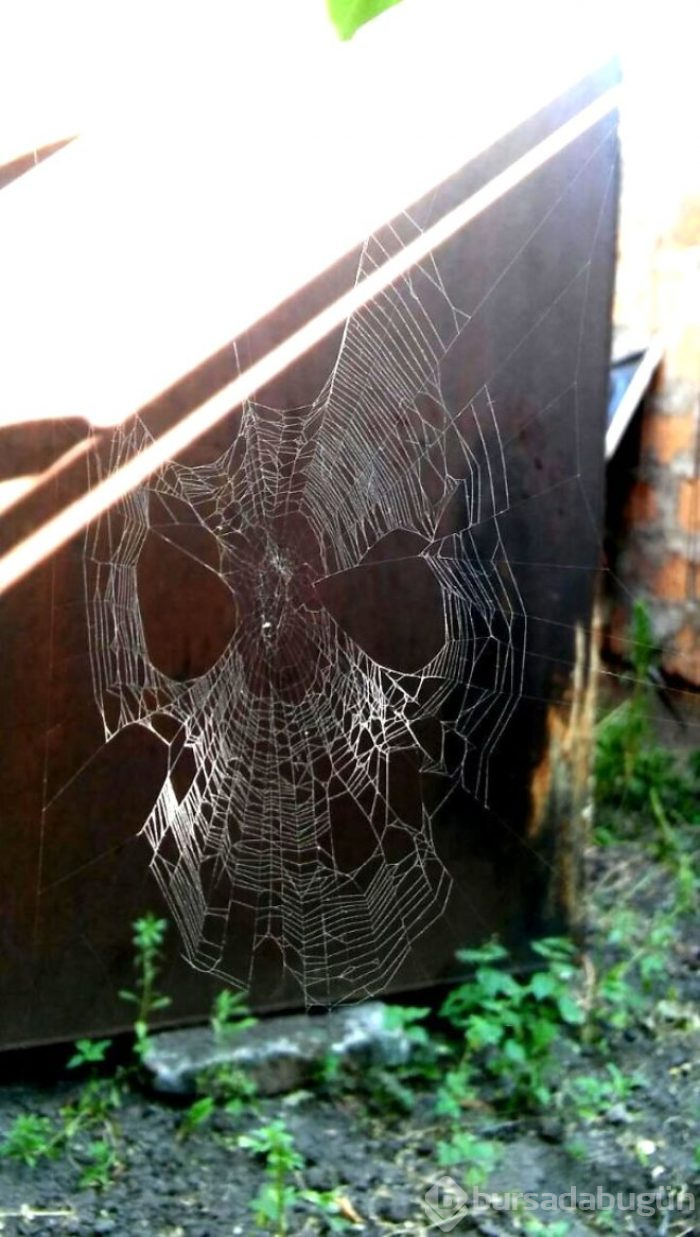 Avustralya'da Karaya Vuran Canlı Yürekleri Ağza Getirdi!