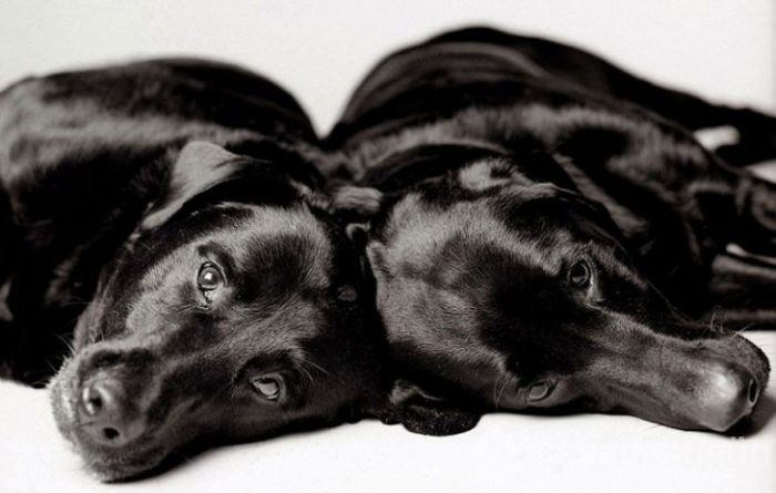 Köpekler nasıl yaşlanır büyüleyici ve oldukça dokunaklı bir fotoraf projesi