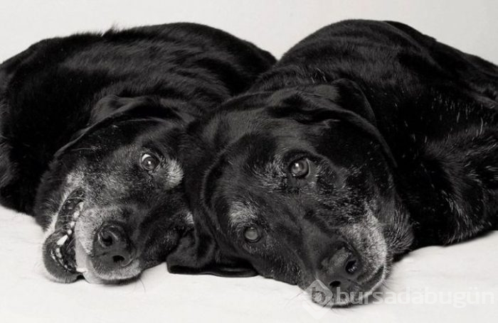 Köpekler nasıl yaşlanır büyüleyici ve oldukça dokunaklı bir fotoraf projesi